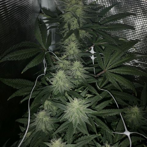 Grape Diamonds 2 growlog timeline photo
