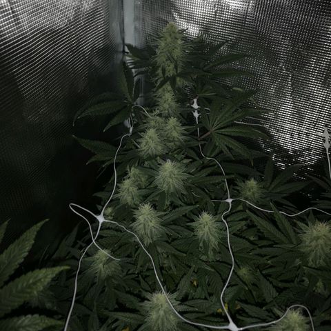 Grape Diamonds 2 growlog timeline photo