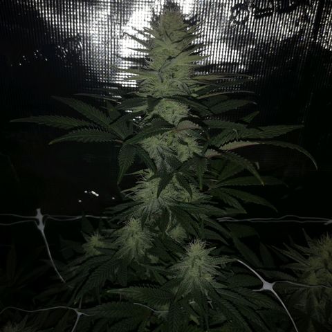 Grape Diamonds 2 growlog timeline photo