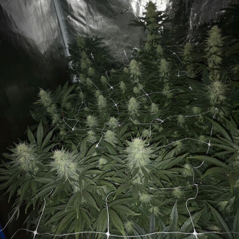 Grape Diamonds 2 growlog timeline photo
