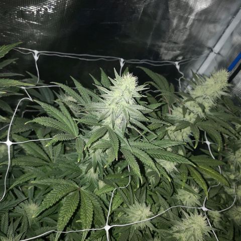 Grape Diamonds 2 growlog timeline photo