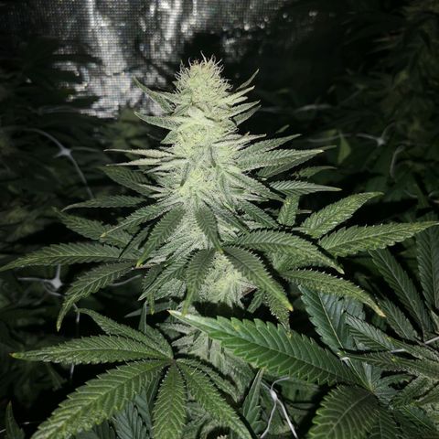 Grape Diamonds 2 growlog timeline photo