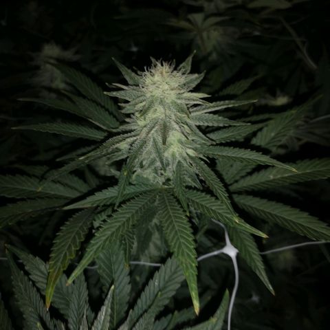 Grape Diamonds growlog timeline photo
