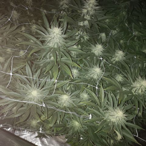Grape Diamonds growlog timeline photo