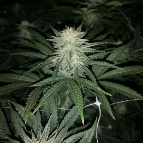 Grape Diamonds growlog timeline photo