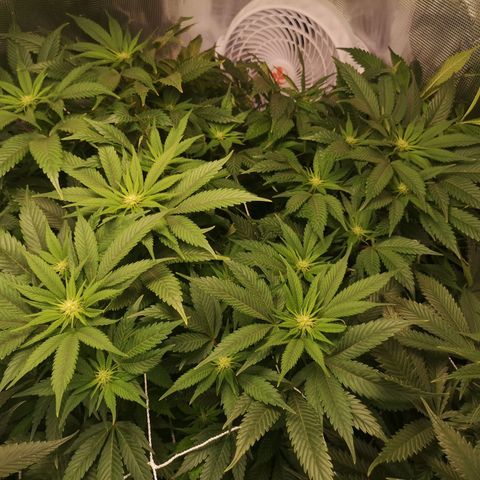 Blueberry cookies 2nd grow 2 growlog timeline photo