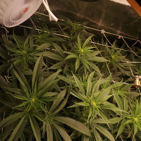 Orange cookie chem 2nd grow growlog timeline photo