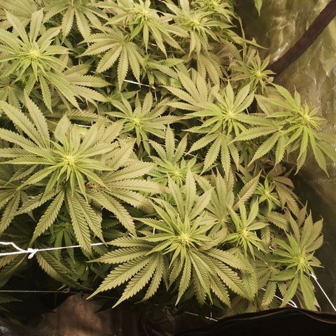 Blueberry cookies 2nd grow growlog timeline photo