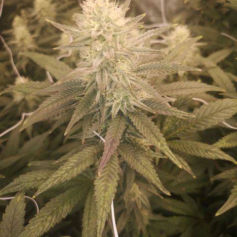 Grape Diamonds 2 growlog timeline photo