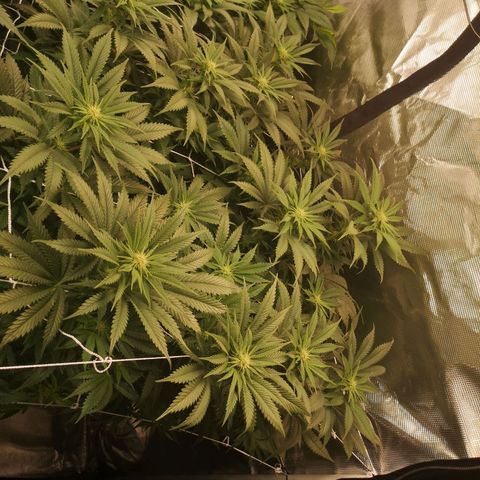 Blueberry cookies 2nd grow growlog timeline photo
