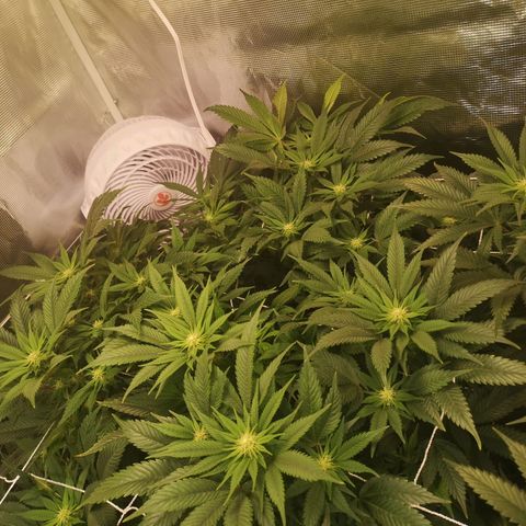 Blueberry cookies 2nd grow 2 growlog timeline photo
