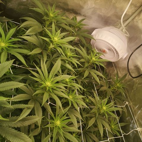 Orange cookie chem 2nd grow growlog timeline photo