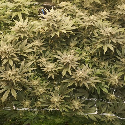 wedding cake growlog timeline photo