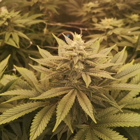 wedding cake growlog timeline photo