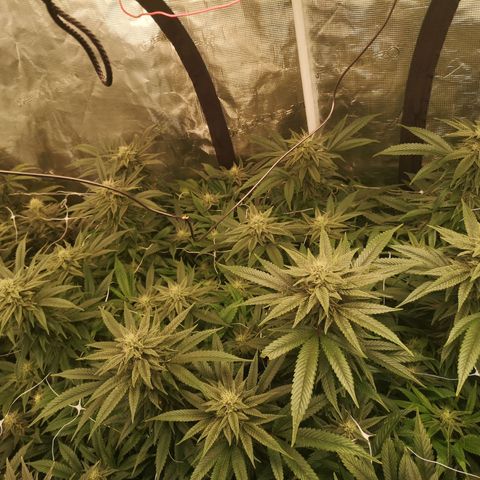 wedding cake 2 growlog timeline photo