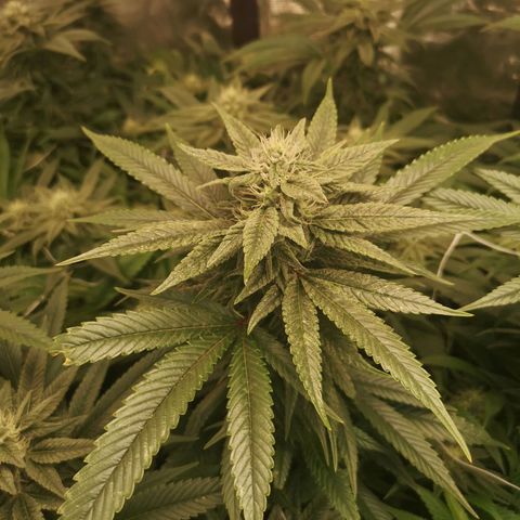 wedding cake 2 growlog timeline photo