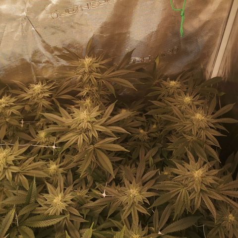 Wedding cake 3 growlog timeline photo