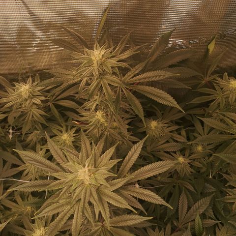 Wedding cake 3 growlog timeline photo