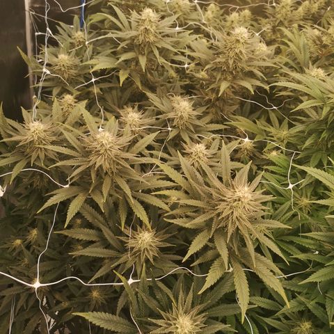 Grape Diamonds growlog timeline photo