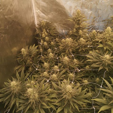 Grape Diamonds 2 growlog timeline photo