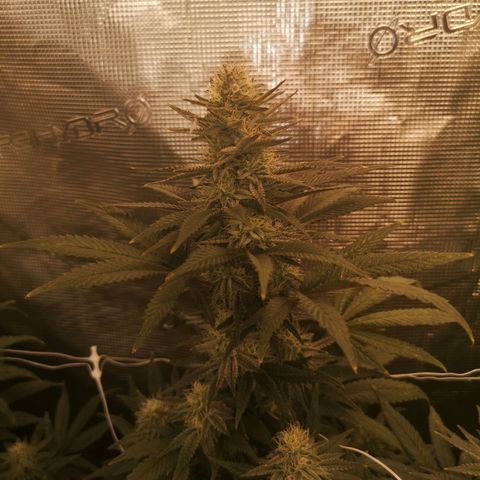 Grape Diamonds 2 growlog timeline photo