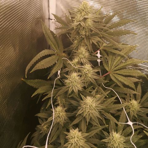 Grape Diamonds 2 growlog timeline photo