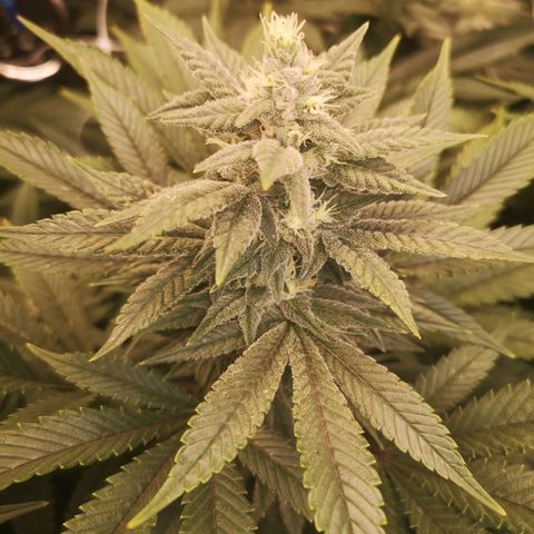wedding cake growlog timeline photo