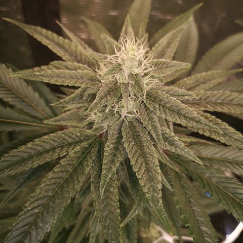 wedding cake 2 growlog timeline photo