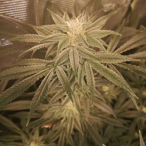 Wedding cake 3 growlog timeline photo