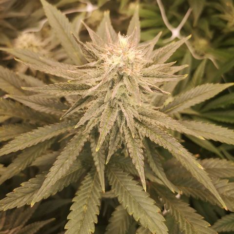 Grape Diamonds growlog timeline photo