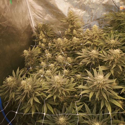 Grape Diamonds 2 growlog timeline photo