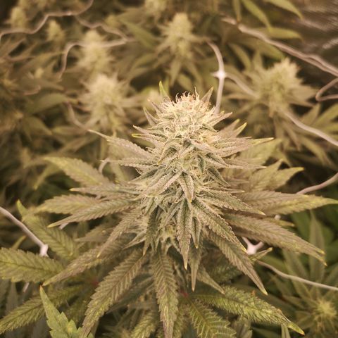 Grape Diamonds 2 growlog timeline photo