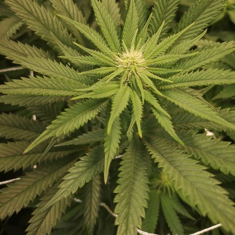 Blueberry cookies 2nd grow growlog timeline photo