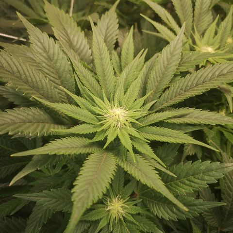 Blueberry cookies 2nd grow 2 growlog timeline photo