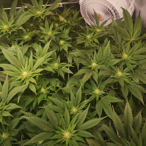 Blueberry cookies 2nd grow 2 growlog timeline photo