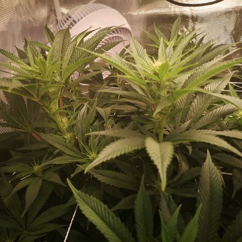 Orange cookie chem 2nd grow growlog timeline photo