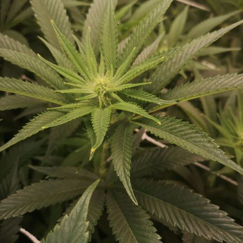 Orange cookie chem 2nd grow growlog timeline photo