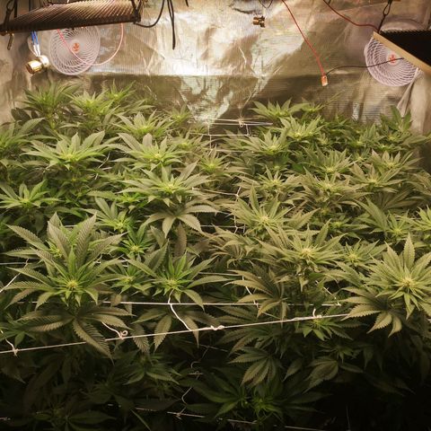 Blueberry cookies 2nd grow 2 growlog timeline photo