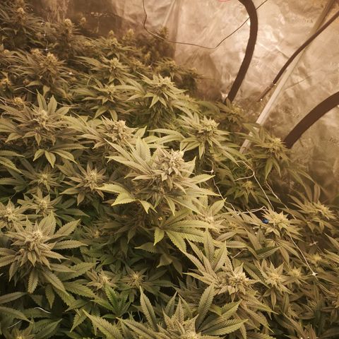 wedding cake growlog timeline photo