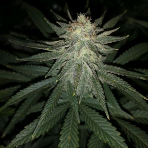 Grape Diamonds growlog timeline photo