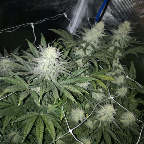 Grape Diamonds 2 growlog timeline photo