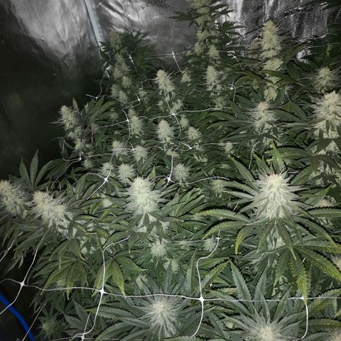 Grape Diamonds 2 growlog timeline photo
