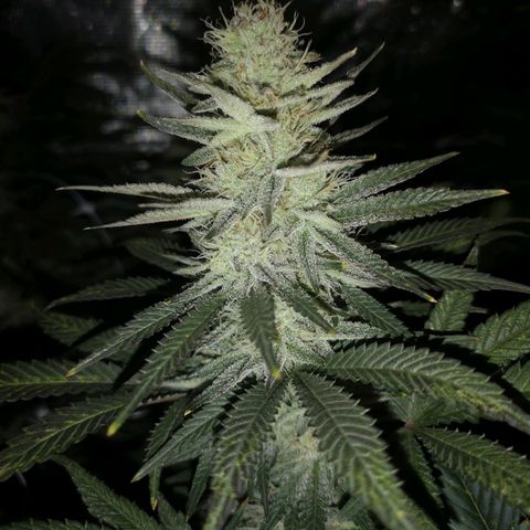 Grape Diamonds 2 growlog timeline photo