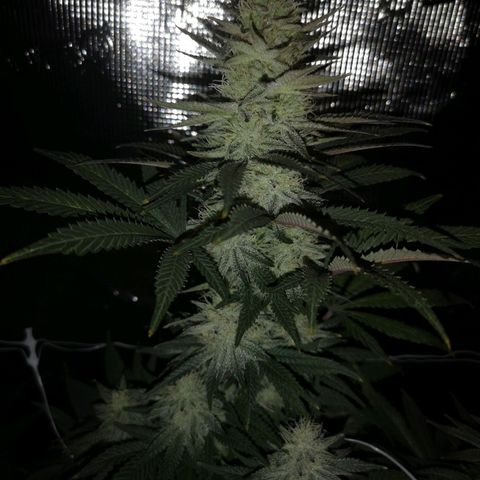 Grape Diamonds 2 growlog timeline photo