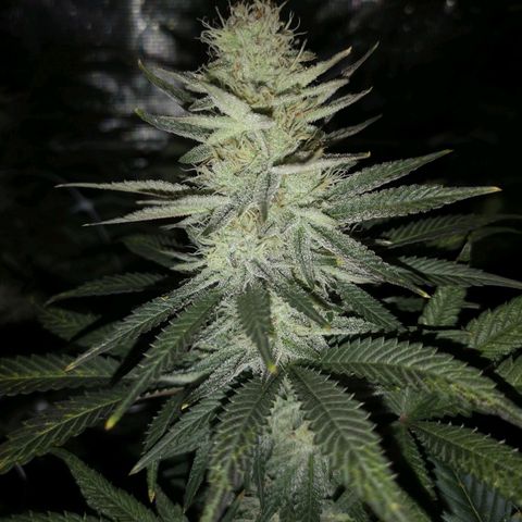 Grape Diamonds 2 growlog timeline photo