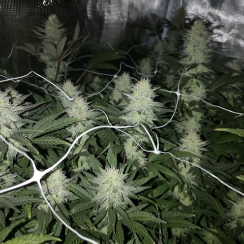 Grape Diamonds 2 growlog timeline photo