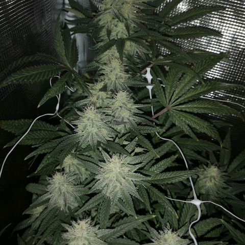 Grape Diamonds 2 growlog timeline photo