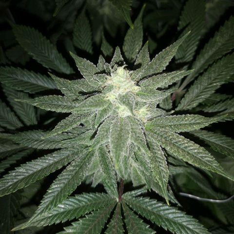 wedding cake growlog timeline photo
