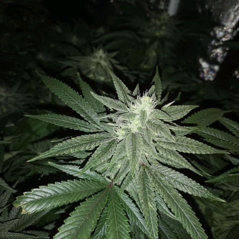 wedding cake 2 growlog timeline photo