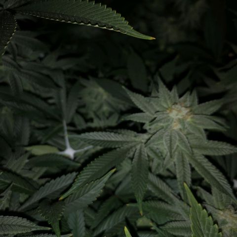 Wedding cake 3 growlog timeline photo